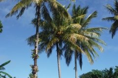 Dunk Island Coconuts