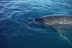 Whale at Armit Island