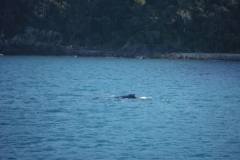 Whale at Armit Island