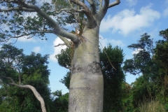 Whitsunday Bottle Tree