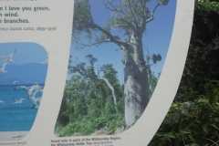 Whitsunday Bottle Tree