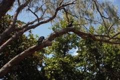 Black Cockatoos posing for the tourist on foreshore Horseshoe Bay Maggie Island