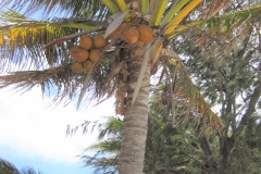 Waters edge Coconut crop Blue Lagoon