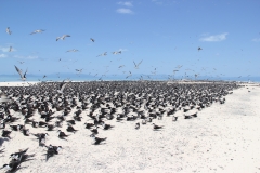 Michaelmas Cay/Reef