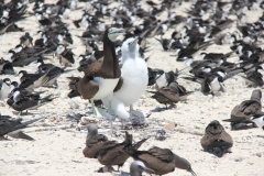 Michaelmas Cay/Reef