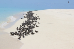 Michaelmas Cay/Reef