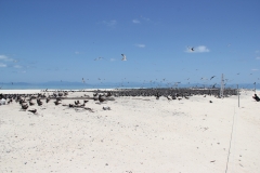 Michaelmas Cay/Reef