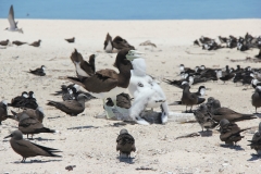 Michaelmas Cay/Reef