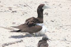 Michaelmas Cay/Reef