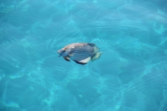 Michaelmas Cay/Reef