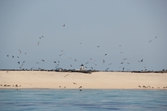 Michaelmas Cay/Reef