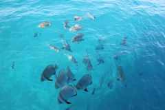 Michaelmas Cay/Reef