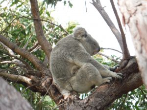 Maggie Island Koala