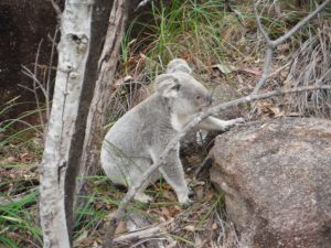 Maggie Island Koala 2