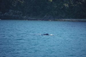 Whale at Armit Island