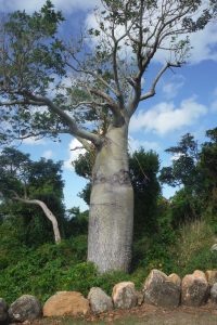 Whitsunday Bottle Tree