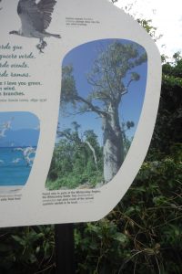 Whitsunday Bottle Tree